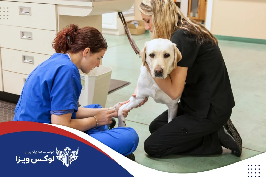 بازارکار و درآمد پس از تحصیل دامپزشکی در فرانسه